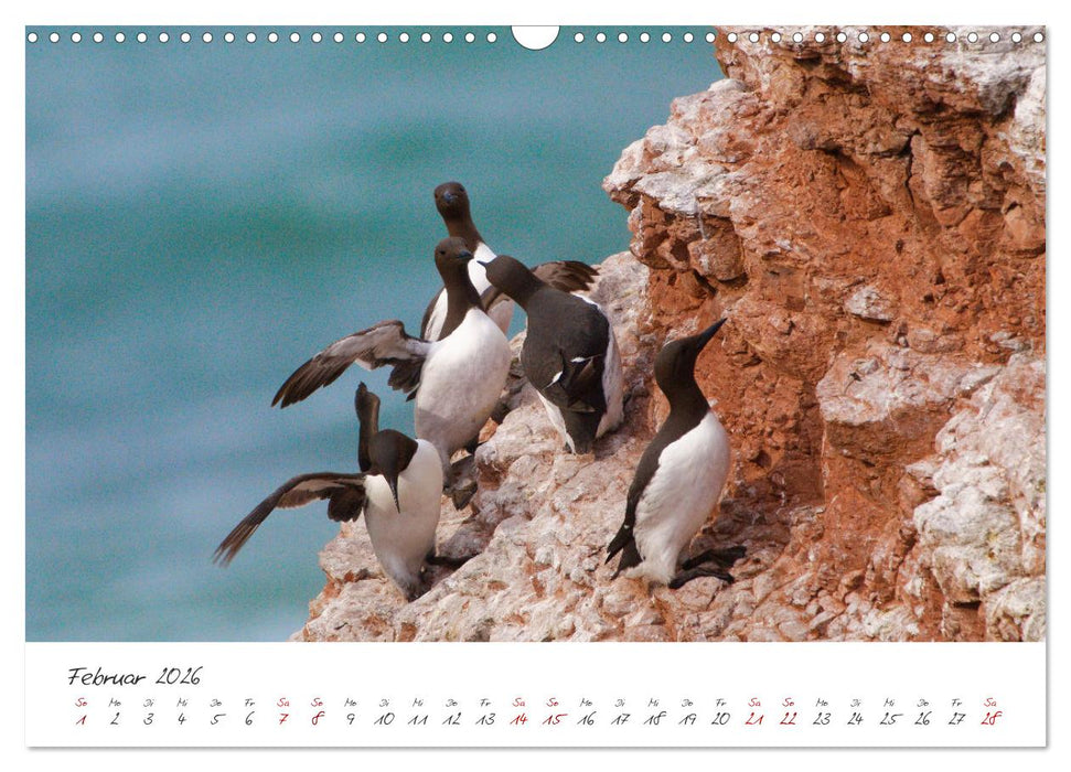 Vogelwelt Helgoland - von Ostfriesenfotografie (CALVENDO Wandkalender 2026)