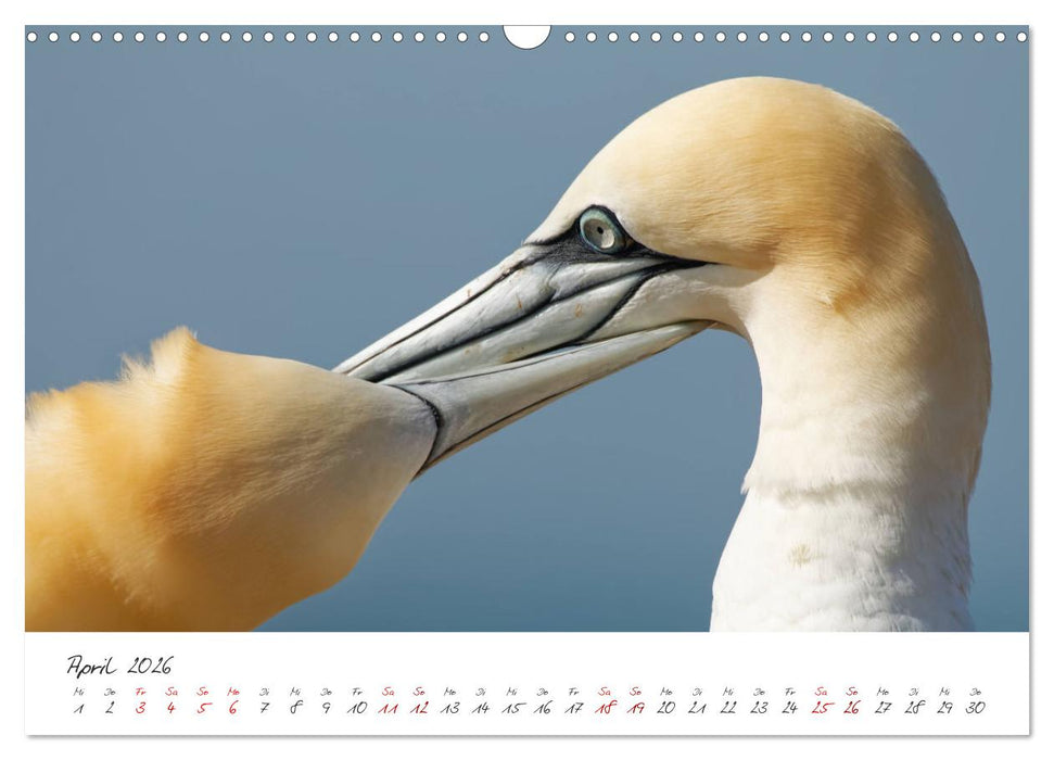 Vogelwelt Helgoland - von Ostfriesenfotografie (CALVENDO Wandkalender 2026)