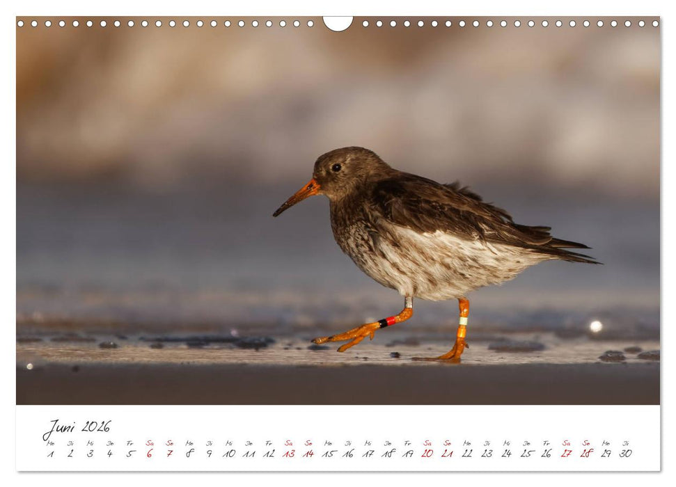 Vogelwelt Helgoland - von Ostfriesenfotografie (CALVENDO Wandkalender 2026)