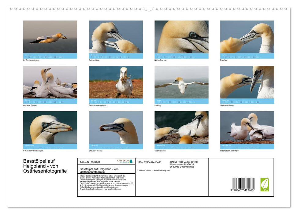 Basstölpel auf Helgoland - von Ostfriesenfotografie (CALVENDO Premium Wandkalender 2026)