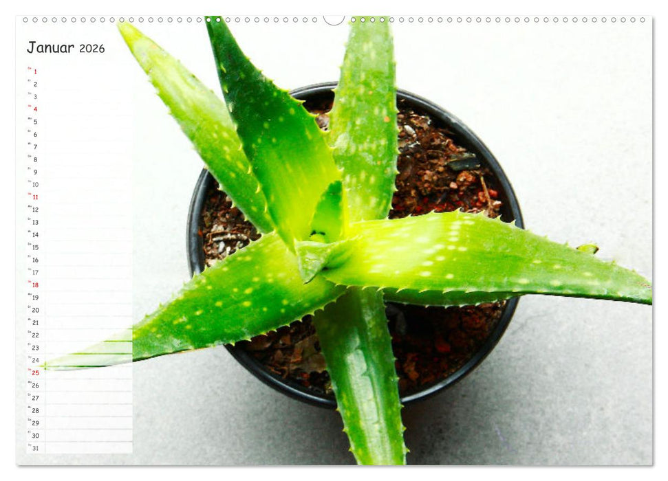 Die schönsten Zimmerpflanzen. Pflegeleicht, dekorativ und wohltuend (CALVENDO Premium Wandkalender 2026)
