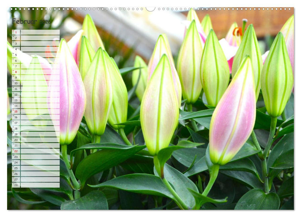 Die schönsten Zimmerpflanzen. Pflegeleicht, dekorativ und wohltuend (CALVENDO Premium Wandkalender 2026)