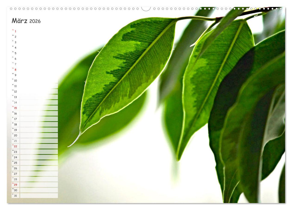 Die schönsten Zimmerpflanzen. Pflegeleicht, dekorativ und wohltuend (CALVENDO Premium Wandkalender 2026)