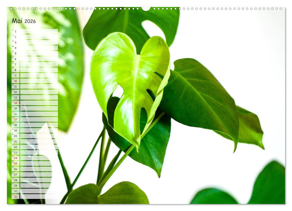 Die schönsten Zimmerpflanzen. Pflegeleicht, dekorativ und wohltuend (CALVENDO Premium Wandkalender 2026)
