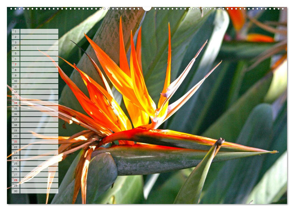 Die schönsten Zimmerpflanzen. Pflegeleicht, dekorativ und wohltuend (CALVENDO Premium Wandkalender 2026)