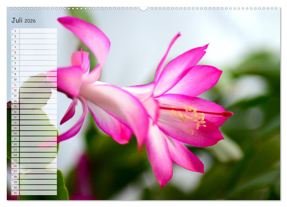 Die schönsten Zimmerpflanzen. Pflegeleicht, dekorativ und wohltuend (CALVENDO Premium Wandkalender 2026)