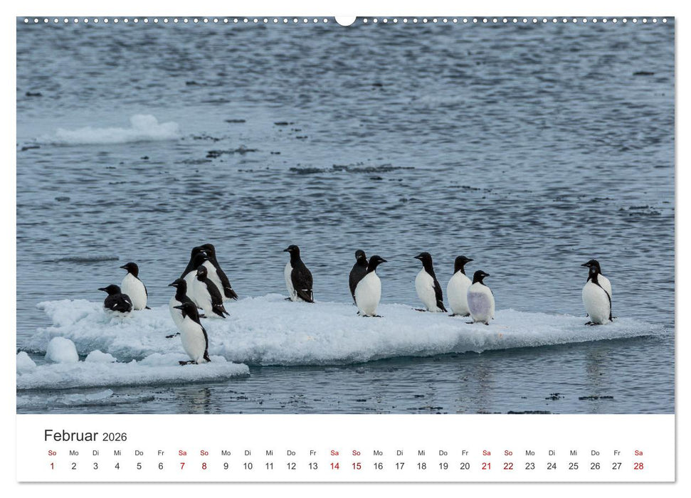 Spitzbergen - Eis, Eisbären und mehr (CALVENDO Premium Wandkalender 2026)