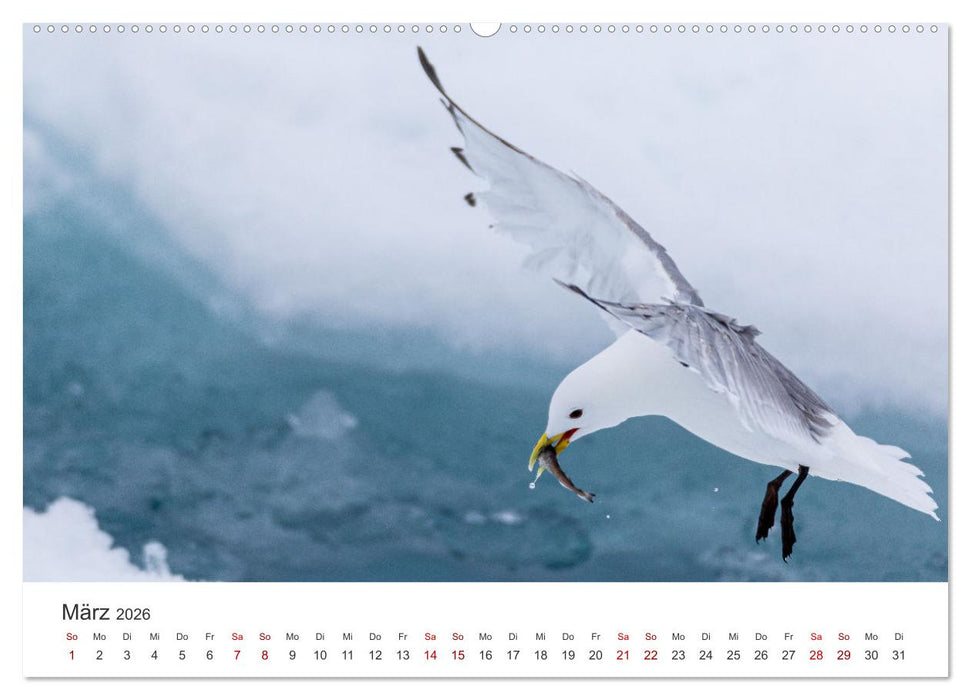 Spitzbergen - Eis, Eisbären und mehr (CALVENDO Premium Wandkalender 2026)
