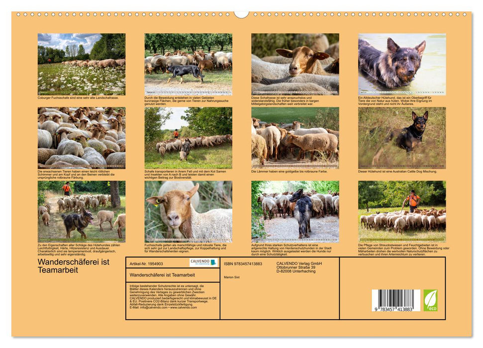Wanderschäferei ist Teamarbeit (CALVENDO Premium Wandkalender 2026)