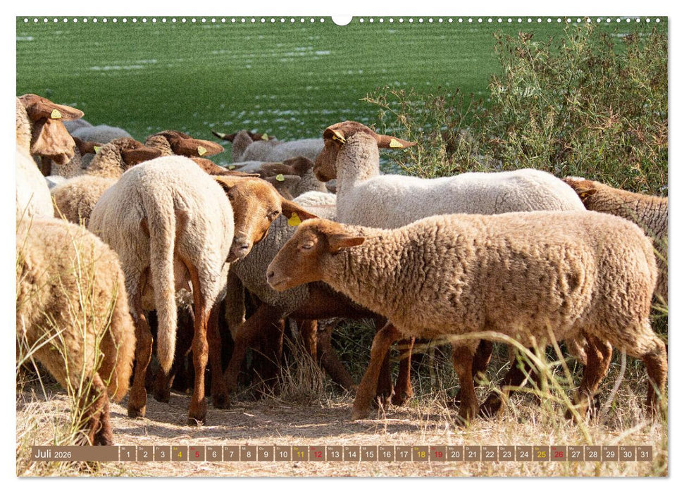 Wanderschäferei ist Teamarbeit (CALVENDO Premium Wandkalender 2026)