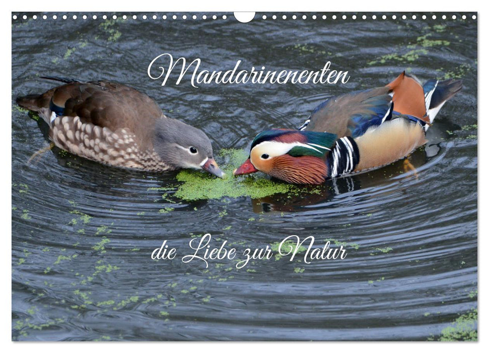 Mandarinenenten, die Liebe zur Natur (CALVENDO Wandkalender 2026)