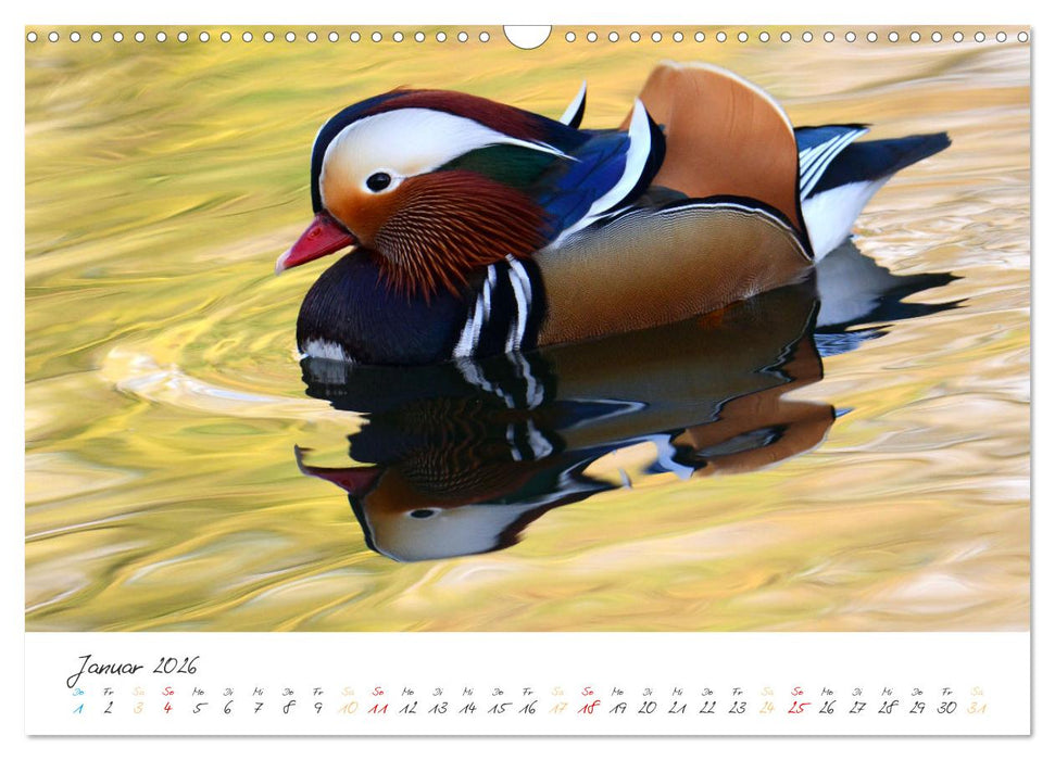 Mandarinenenten, die Liebe zur Natur (CALVENDO Wandkalender 2026)