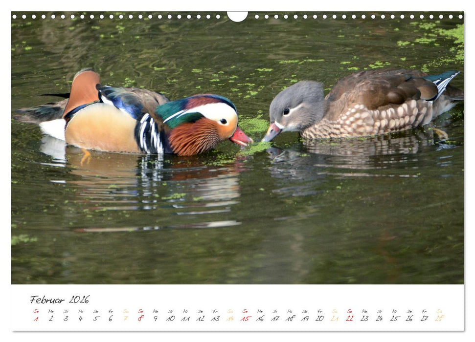 Mandarinenenten, die Liebe zur Natur (CALVENDO Wandkalender 2026)