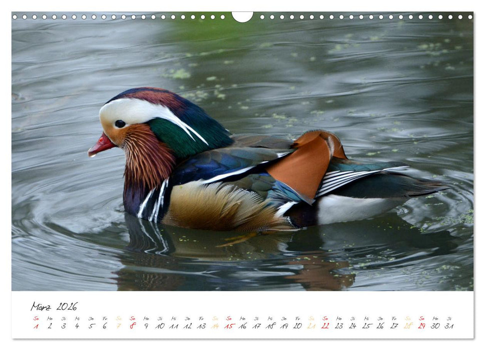 Mandarinenenten, die Liebe zur Natur (CALVENDO Wandkalender 2026)