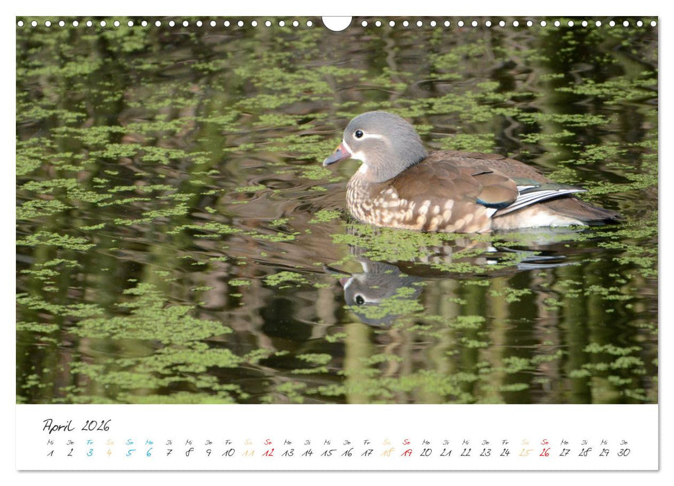 Mandarinenenten, die Liebe zur Natur (CALVENDO Wandkalender 2026)