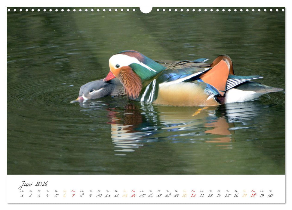 Mandarinenenten, die Liebe zur Natur (CALVENDO Wandkalender 2026)