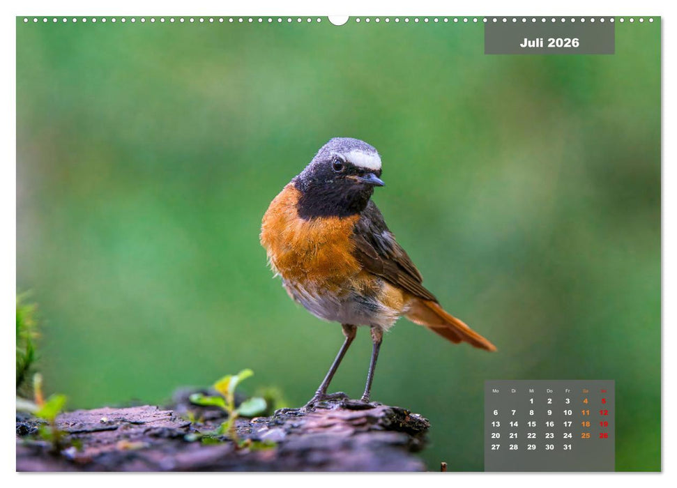 Sperlingsvögel - Die kleinen Sänger mit den großen Stimmen (CALVENDO Premium Wandkalender 2026)