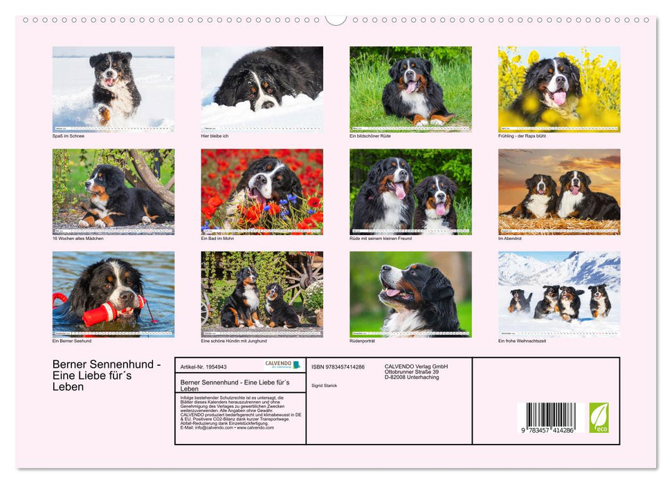 Berner Sennenhund - Eine Liebe für´s Leben (CALVENDO Premium Wandkalender 2026)