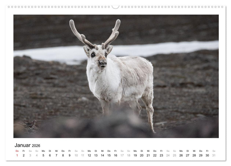 Fauna arctica (CALVENDO Premium Wandkalender 2026)