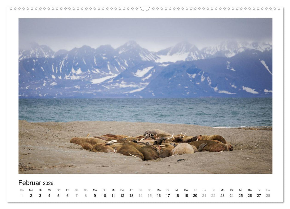 Fauna arctica (CALVENDO Premium Wandkalender 2026)