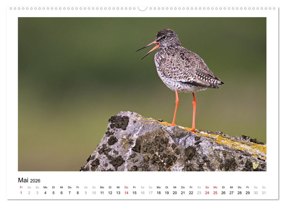 Fauna arctica (CALVENDO Premium Wandkalender 2026)