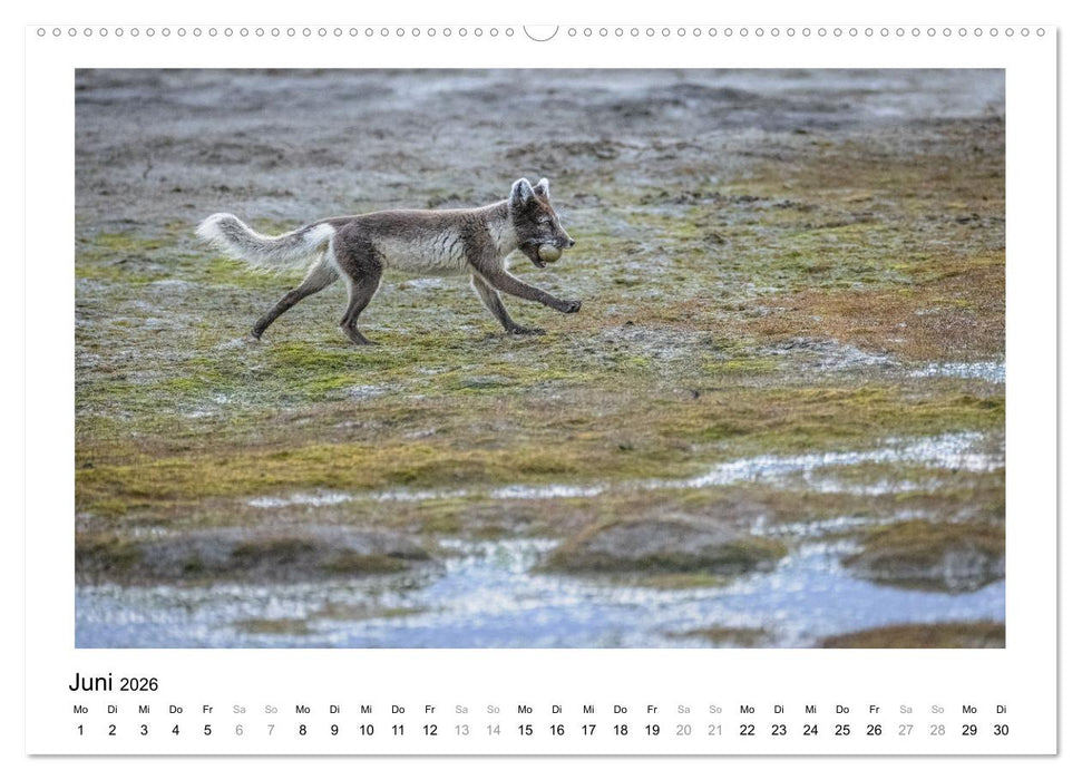 Fauna arctica (CALVENDO Premium Wandkalender 2026)