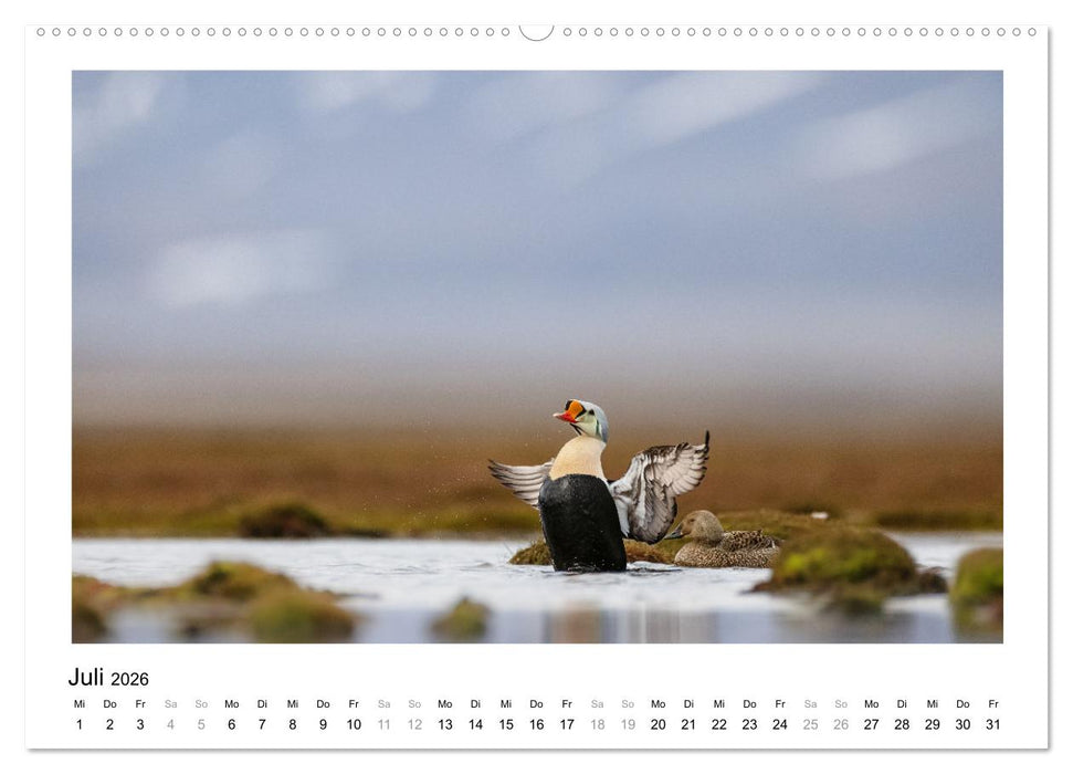 Fauna arctica (CALVENDO Premium Wandkalender 2026)