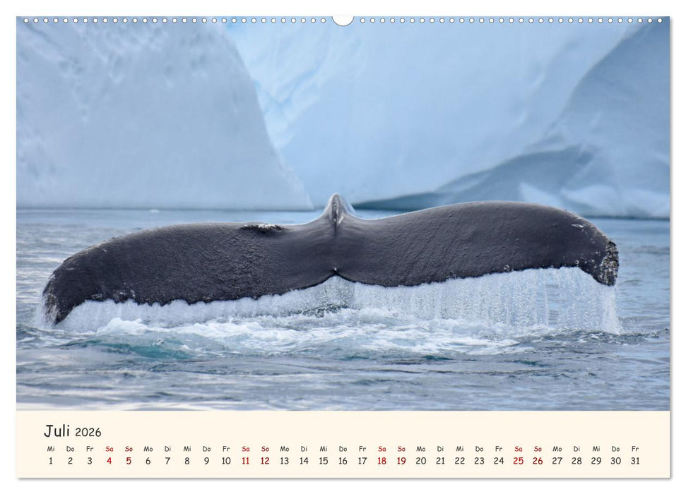 Grönland Faszinierend atemberaubend grandios (CALVENDO Premium Wandkalender 2026)