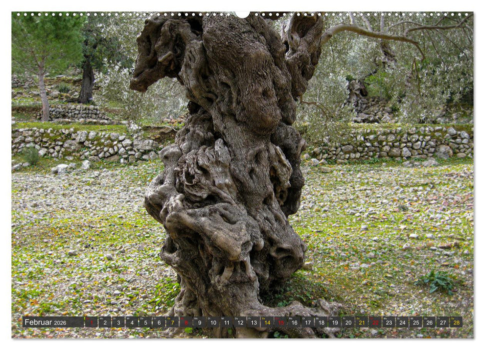 Olivenbäume auf Mallorca - Die Schönheit des Alters (CALVENDO Premium Wandkalender 2026)