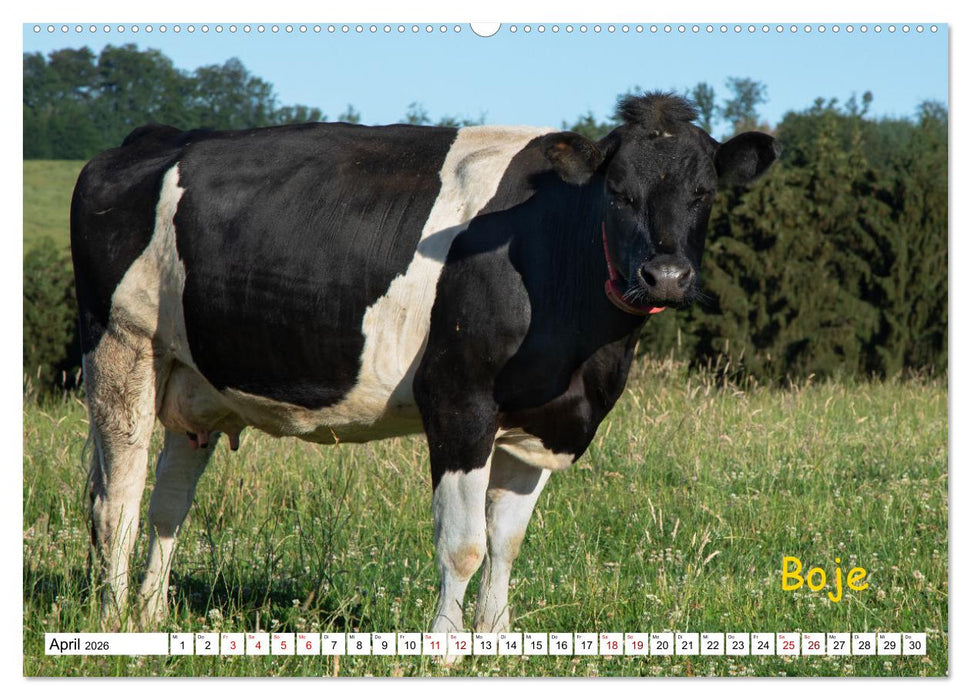 Aussterbende Rassen und Raritäten (CALVENDO Premium Wandkalender 2026)