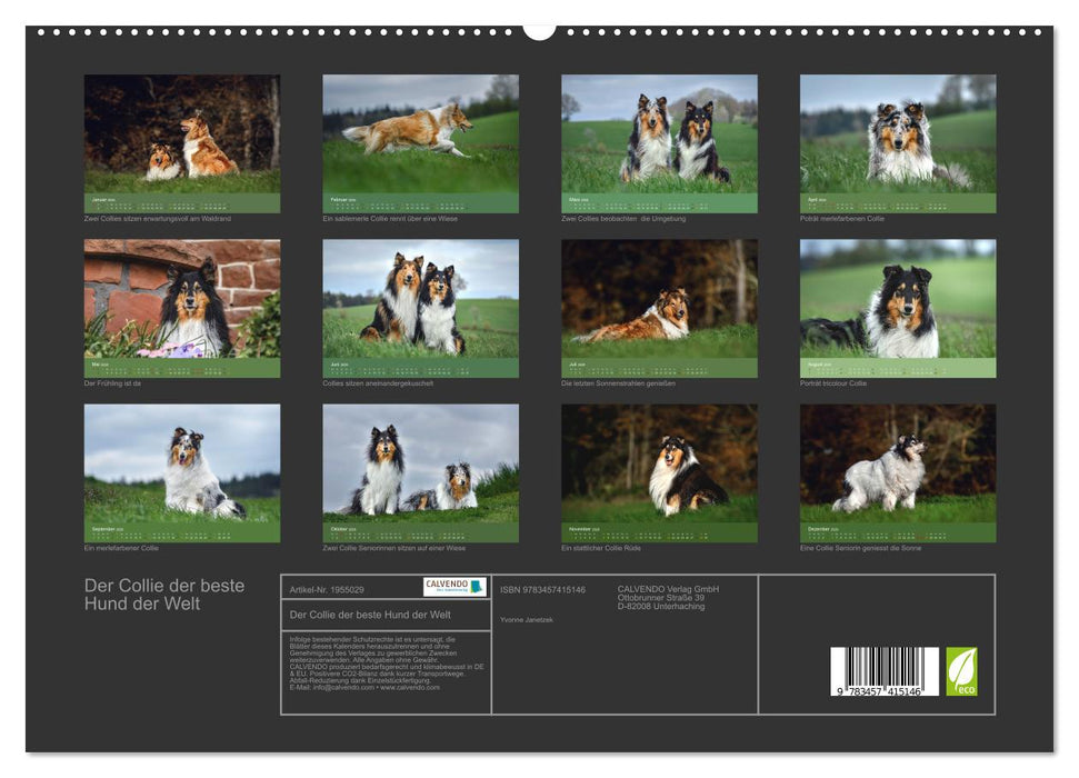 Der Collie der beste Hund der Welt (CALVENDO Premium Wandkalender 2026)