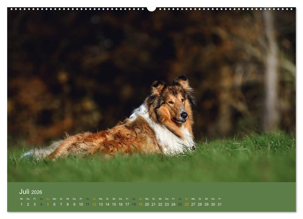 Der Collie der beste Hund der Welt (CALVENDO Premium Wandkalender 2026)