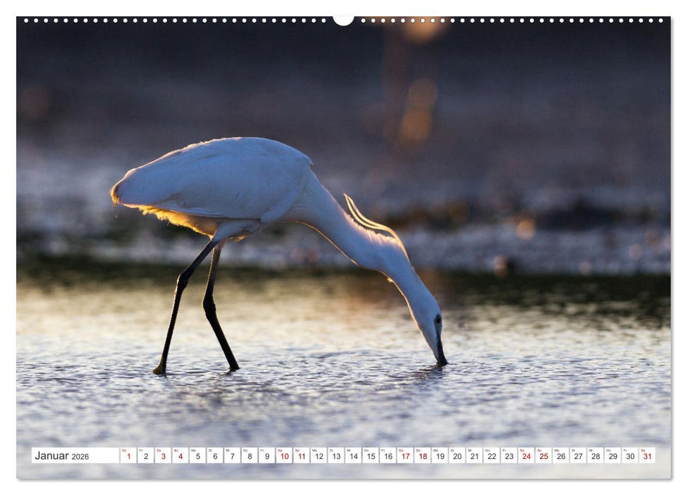 Reiherfotografie (CALVENDO Premium Wandkalender 2026)