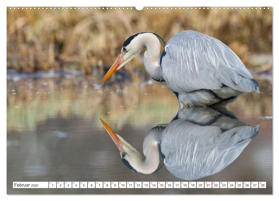Reiherfotografie (CALVENDO Premium Wandkalender 2026)