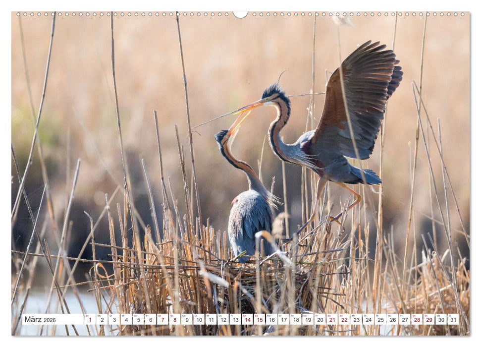 Reiherfotografie (CALVENDO Premium Wandkalender 2026)
