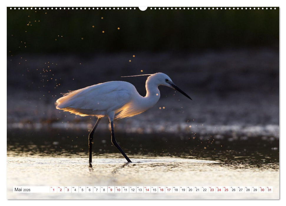 Reiherfotografie (CALVENDO Premium Wandkalender 2026)