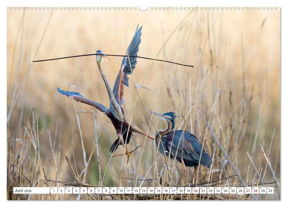 Reiherfotografie (CALVENDO Premium Wandkalender 2026)