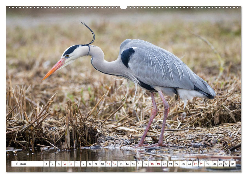 Reiherfotografie (CALVENDO Premium Wandkalender 2026)