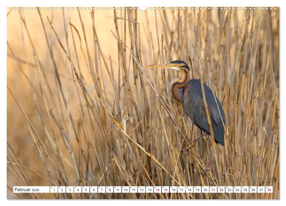 Extrem seltene Reiher (CALVENDO Premium Wandkalender 2026)
