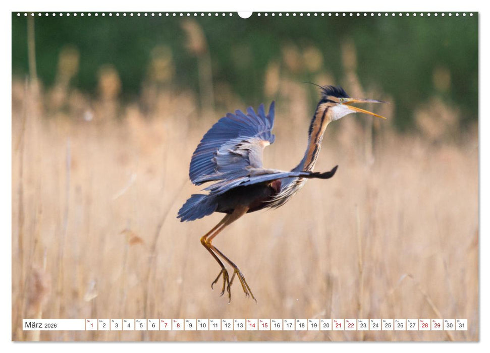 Extrem seltene Reiher (CALVENDO Premium Wandkalender 2026)