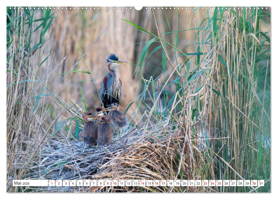 Extrem seltene Reiher (CALVENDO Premium Wandkalender 2026)