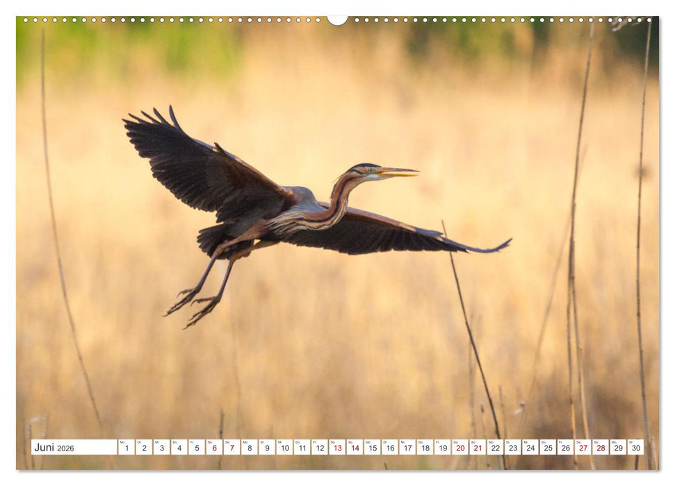 Extrem seltene Reiher (CALVENDO Premium Wandkalender 2026)