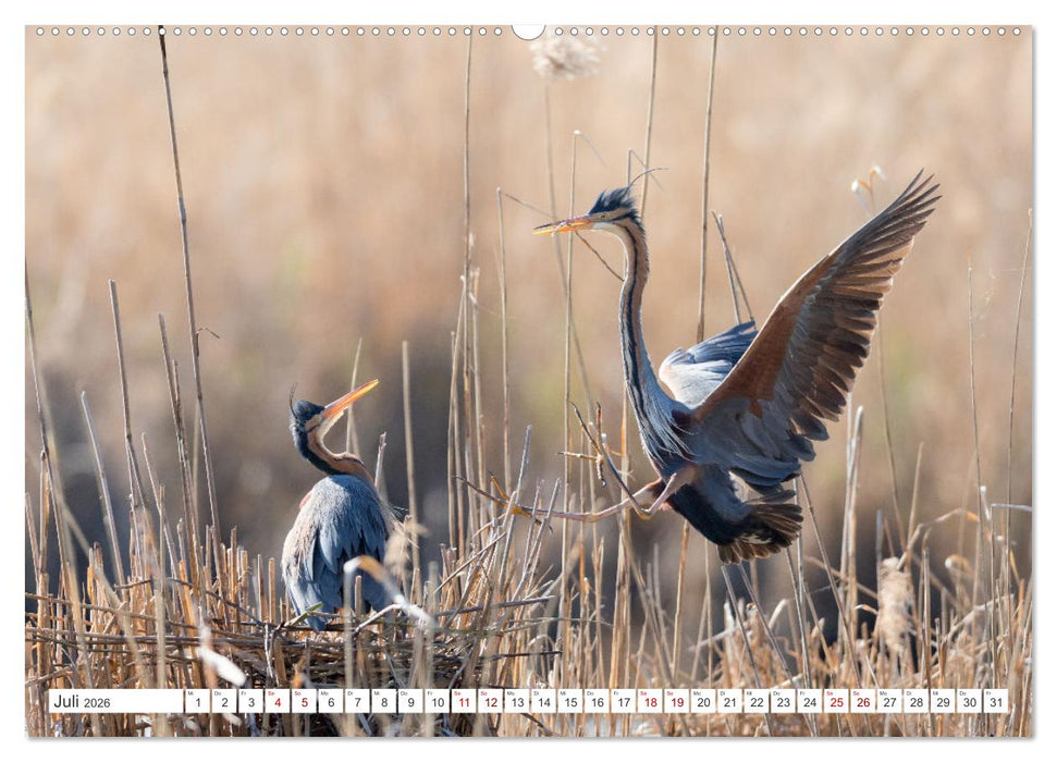 Extrem seltene Reiher (CALVENDO Premium Wandkalender 2026)