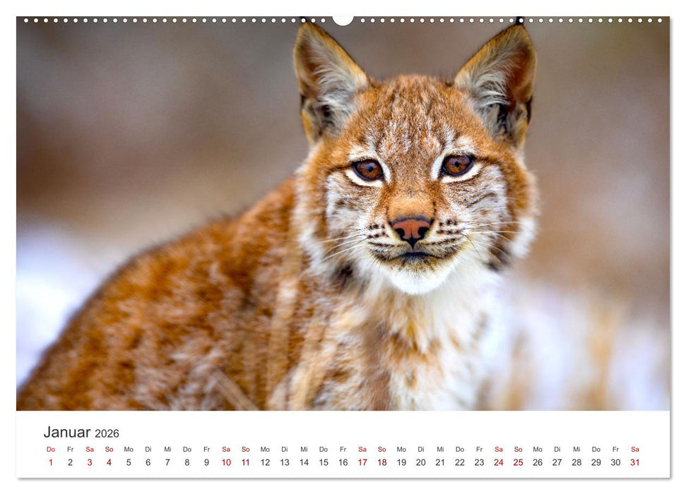 Die Tiere des Waldes (CALVENDO Premium Wandkalender 2026)