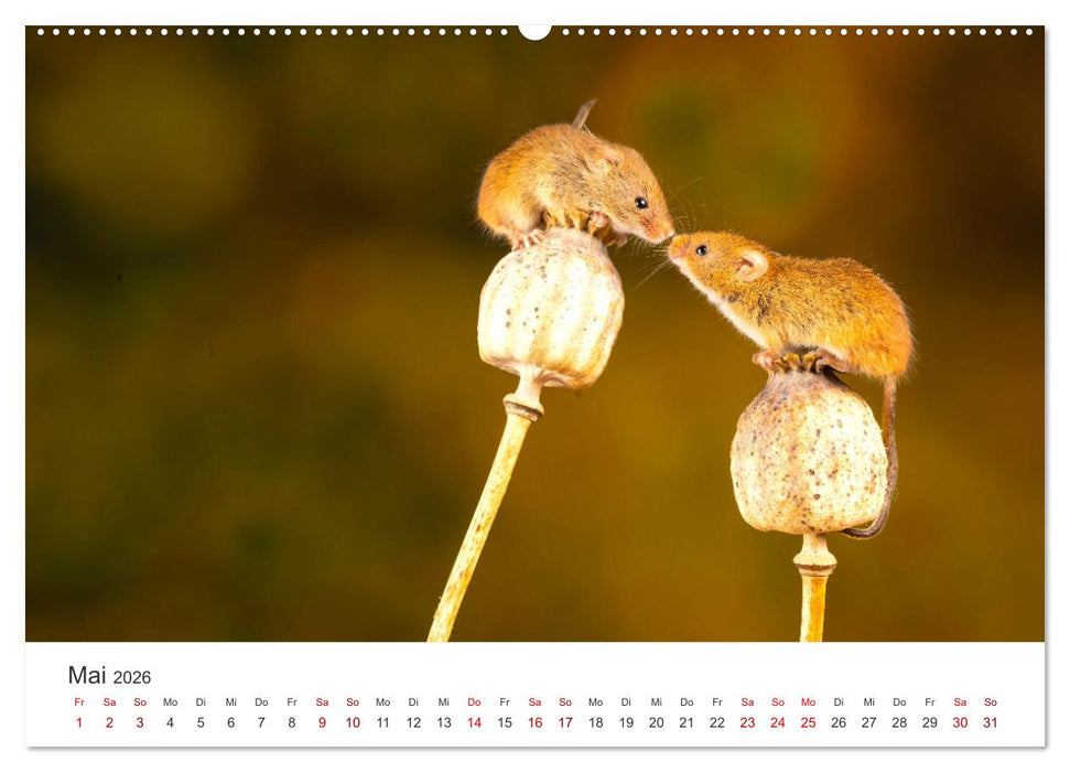 Die Tiere des Waldes (CALVENDO Premium Wandkalender 2026)