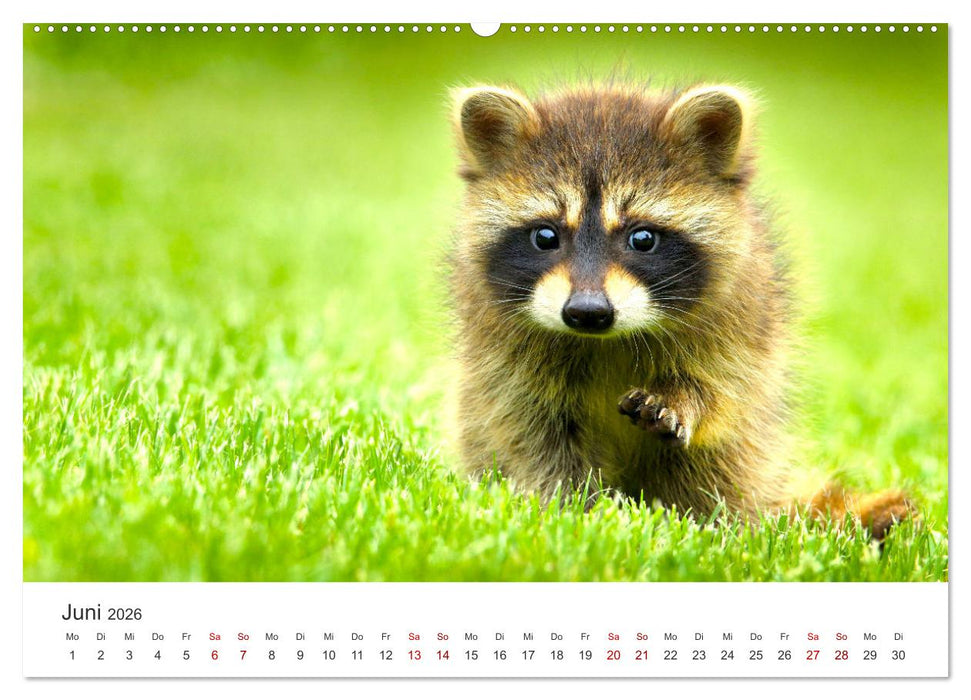 Die Tiere des Waldes (CALVENDO Premium Wandkalender 2026)