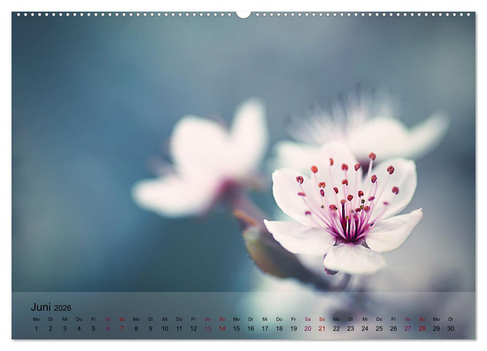 Blütenrausch - Mit Frühlingsgefühlen durchs ganze Jahr (CALVENDO Premium Wandkalender 2026)