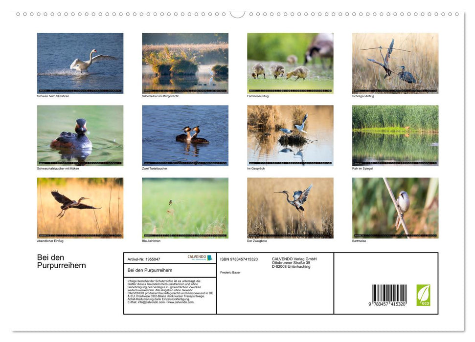 Bei den Purpurreihern (CALVENDO Premium Wandkalender 2026)