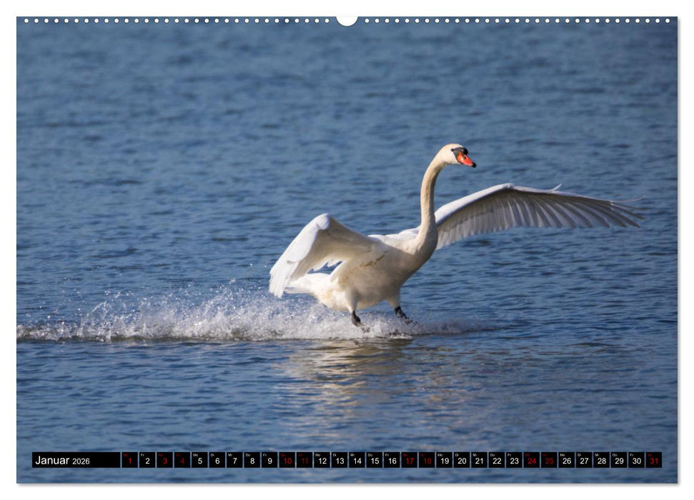 Bei den Purpurreihern (CALVENDO Premium Wandkalender 2026)
