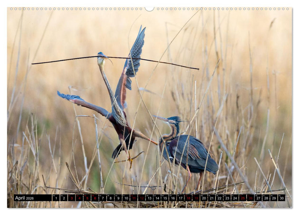 Bei den Purpurreihern (CALVENDO Premium Wandkalender 2026)